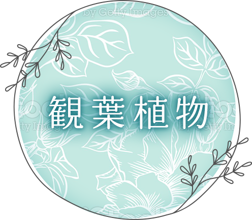 観葉植物